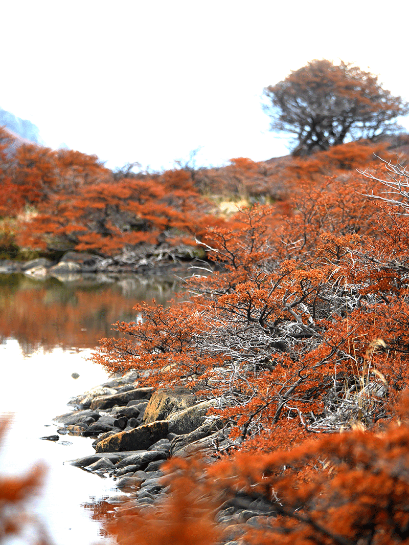 Parque Nacional da Terra do Fogo, paisagens exuberantes