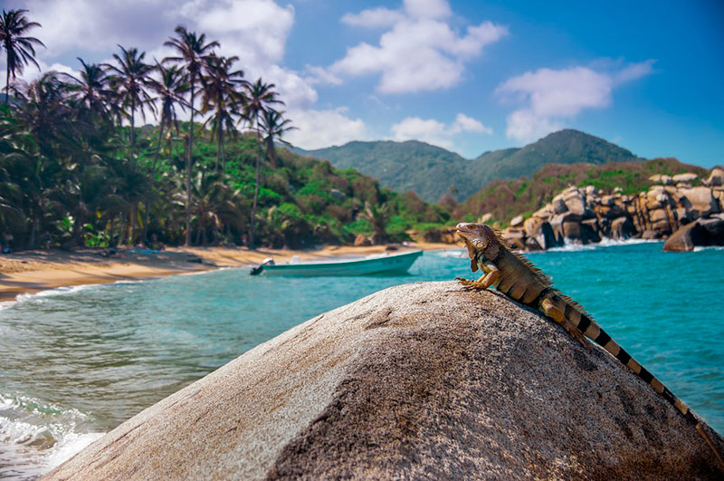 No Parque Tayrona você vai encontrar muitos lagartos. 