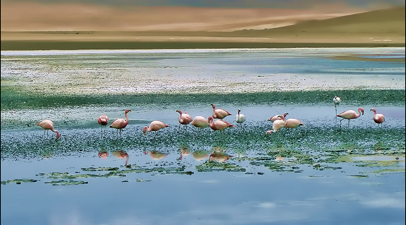 Salar de Uyuni: As lagunas com seus flamingos em seus vôos rasantes