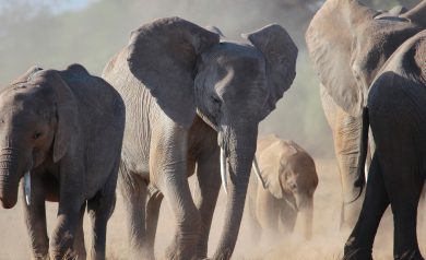 Turismo na África: safaria, parques, praias, paisagens incríveis para conhecer