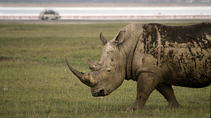 Turismo na África: Safáris em meio à vida selvagem e animais fantásticos