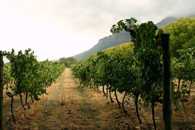 Pontos Turísticos de Cape Town: Vinícolas e muito mais atrações para toda a família