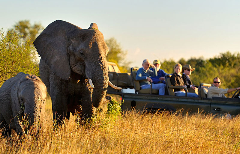 Dicas sobre a África do Sul: Os safáris são muito conhecidos no país