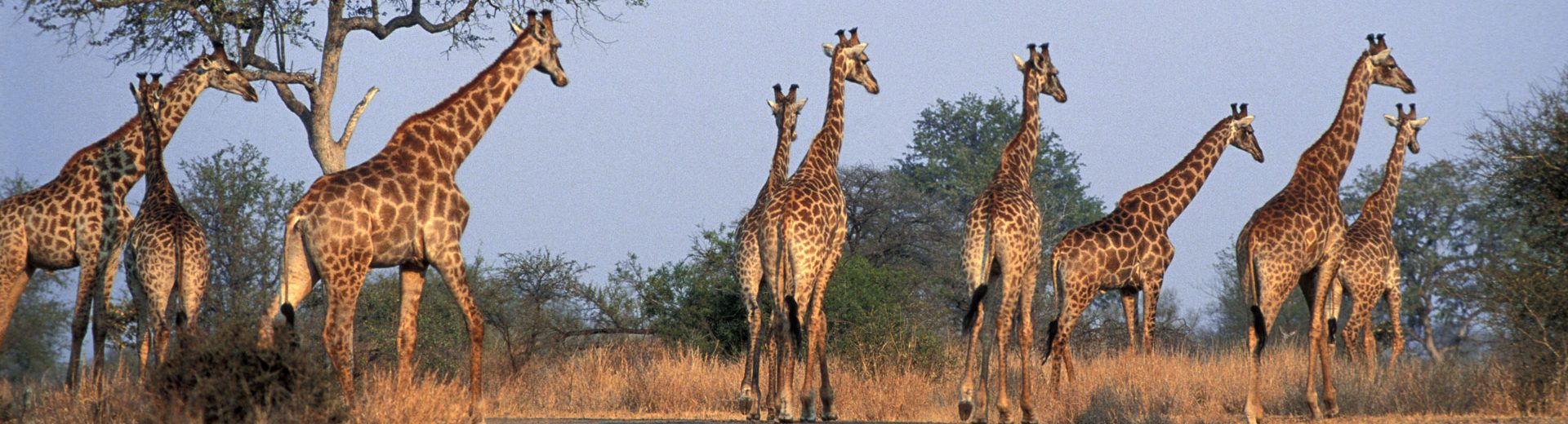 Férias na África do Sul: passeios imperdíveis para sua diversão