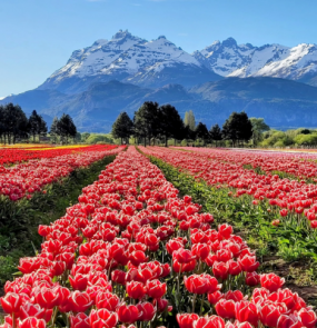 Tulipas Bariloche